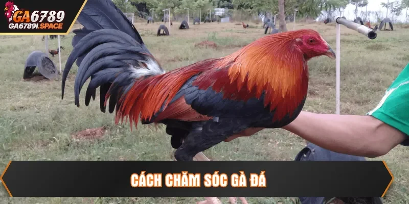 cách chăm sóc gà đá