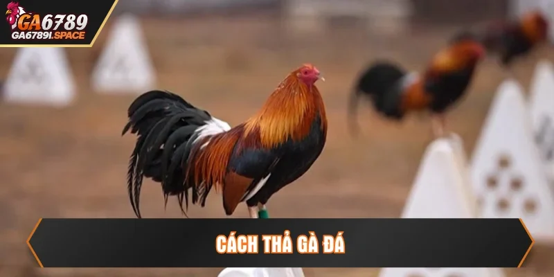 cách thả gà đá
