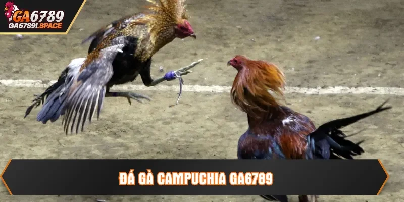 đá gà campuchia ga6789