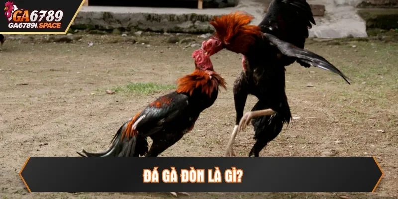 đá gà đòn là gì