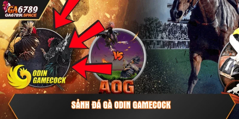 Sảnh đá gà ODIN Gamecock